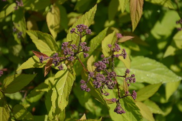 roślin, kwiat, charakter, zieleń, feuille, jary, feuille, drzew, jardin, lato, kwiat, flora,...