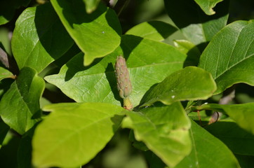 lavende, kwiat, fiolet, roślin, charakter, kwiat, jardin, pola, lato, ziele, zieleń, roz, kwiatowy, flora, kwiat, kwiat, aromat, jary, wrzos, kwitnienie, fiolet, bliska, naturalny, zielarski, dz