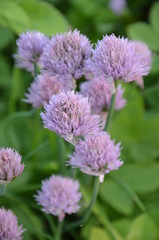 kwiat, charakter, fiolet, roślin, jardin, zieleń, roz, lato, kwiat, jary, kwiat, kwiat, allium, flora, cebula, ziele, makro, koniczyna, piękne, pola, szczypior, beuty, bliska, gras, bliska