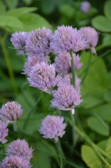 kwiat, charakter, fiolet, roślin, jardin, zieleń, roz, lato, kwiat, jary, kwiat, kwiat, allium, flora, cebula, ziele, makro, koniczyna, piękne, pola, szczypior, beuty, bliska, gras, bliska