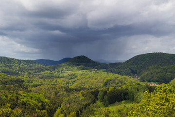 Fototapeta na wymiar Rain over the forest