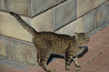 cipa, zwierzak, kociak, domowych, gras, biała, domowy, bystra, cipa, felino, czarna, zieleń, futro, młoda, charakter, zwierzak, ssak, augen, domowych, trawnik, portret, jardin, adorable, drobny © Szymon