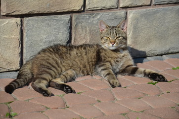 cipa, zwierzak, kociak, domowych, gras, biała, domowy, bystra, cipa, felino, czarna, zieleń, futro, młoda, charakter, zwierzak, ssak, augen, domowych, trawnik, portret, jardin, adorable, drobny