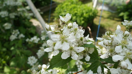 White flower on the bushes grows in close-up.