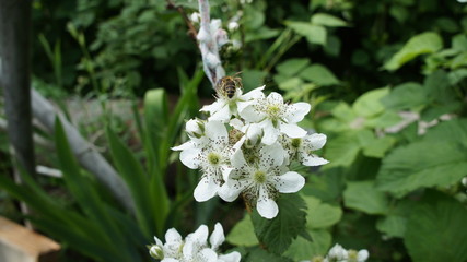 Fototapeta premium White flower on the bushes grows in close-up.