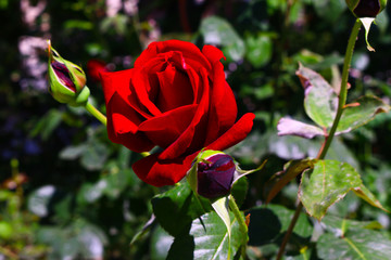 Red rose with bud in garden.