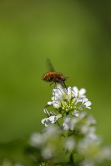 Wollschweber beim  Aufsaugen von Nektar