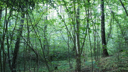 Green European deciduous forest. Summer thicket landscape.