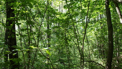 Green European deciduous forest. Summer thicket landscape.