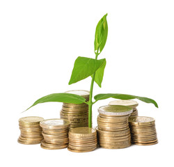 Coins with growing plant on white background. Money savings concept