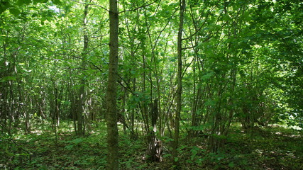 Fototapeta na wymiar Green European deciduous forest. Summer thicket landscape.