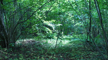 Green European deciduous forest. Summer thicket landscape.