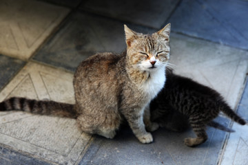 A cute baby cats drinking milk from her mother's breast