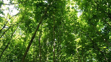Foliage against the sky. Green European deciduous forest. Summer thicket landscape.