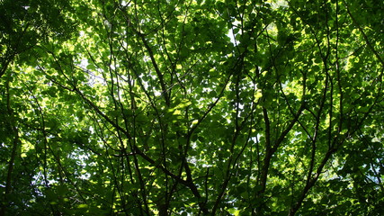 Fototapeta na wymiar Foliage against the sky. Green European deciduous forest. Summer thicket landscape.