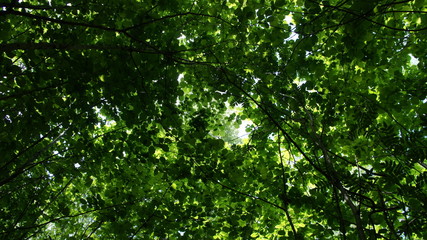 Fototapeta premium Foliage against the sky. Green European deciduous forest. Summer thicket landscape.