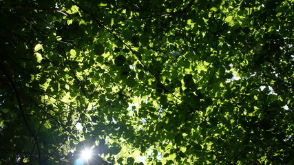 Foliage against the sky. Green European deciduous forest. Summer thicket landscape.