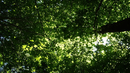 Fototapeta premium Foliage against the sky. Green European deciduous forest. Summer thicket landscape.