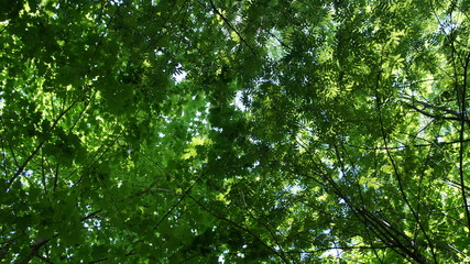 Fototapeta na wymiar Foliage against the sky. Green European deciduous forest. Summer thicket landscape.