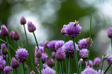 flowering chives with bee