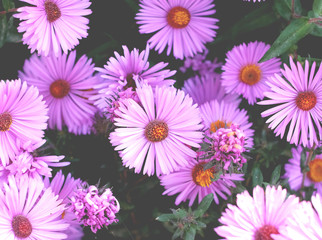 Purple flowers of perennial Asters blooming in the garden