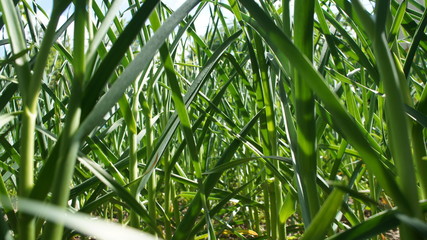 Green onions growing in the garden close-up.