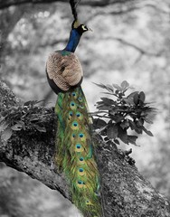 Obraz premium peacock on branch