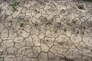 Green grass on cracked earth