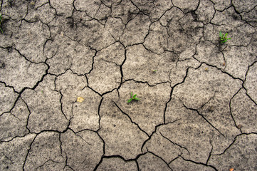 Green grass on cracked earth