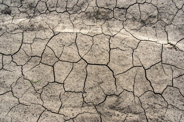 Green grass on cracked earth
