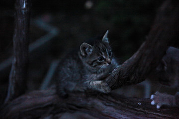Little cat sitting on a tree