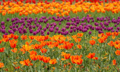 Beautiful tulip flowers is a veritable Eden in Indira Gandhi Memorial Tulip Garden Srinagar is Asia’s largest such garden at Srinagar, Jammu and Kashmir, India