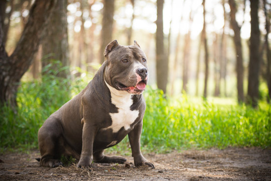 American bully in the forest in summer
