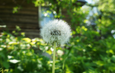 Dandelion round on the background of nature close-up.
