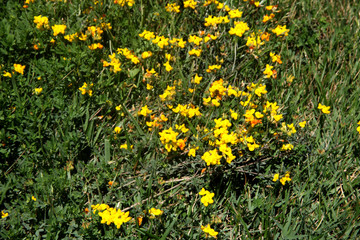 Summer landscape in the foreground meadow flowers with focus on a white butterfly on a flower