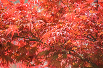 Autumn colorful red leaf texture.