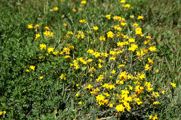 Obraz premium Summer landscape in the foreground meadow flowers with focus on a white butterfly on a flower
