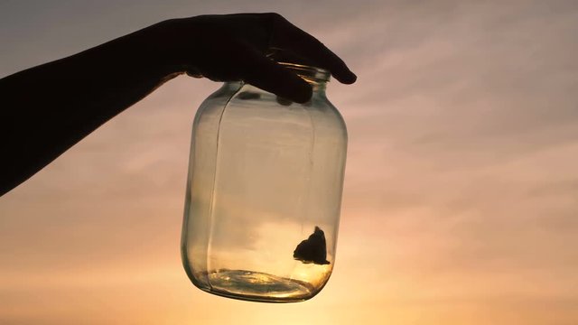 The butterfly beats in a glass jar. Concept: captivity, bondage, violence, prison, kidnapping
