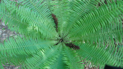 Green fern in the forest closeup.