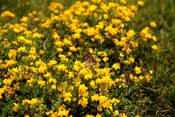 Summer landscape in the foreground meadow flowers with focus on a white butterfly on a flower