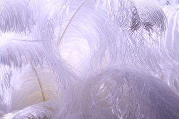 White feathers background.