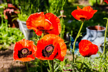 Huge orange Oriental poppies (Papaver orientale) have a radiant and papery blooms with black eyes.
