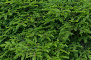 Background Green Prickly Branches