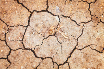 TEXTURE OF CRACKS IN THE EARTH SOIL DROUGHT