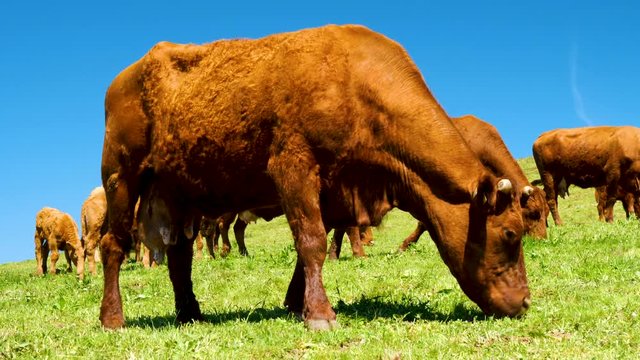 vache en train de brouter dans une prairie, 4K video- slow motion