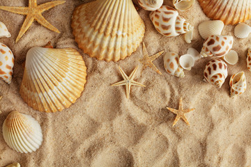 seashells and sand, summer background