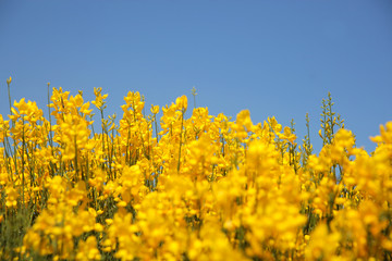 Obraz premium Flowering of broom in spring, yellow flower flowering in spring 