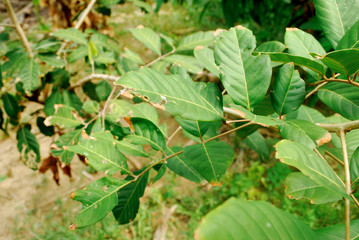 Rambutan leaves are borer. Rambutan leaves lack nutrients.