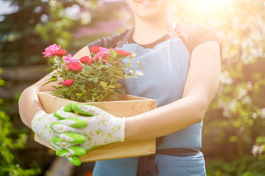 Picture of unrecognizable woman in gloves with box with roses standing in garden