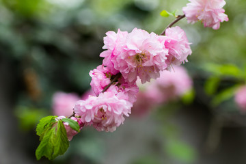 Flowering bush May pink roses in the garden